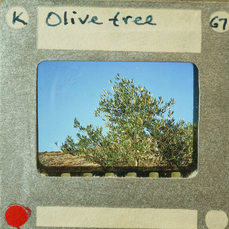 A photograph displaying an olive tree against a blue sky.