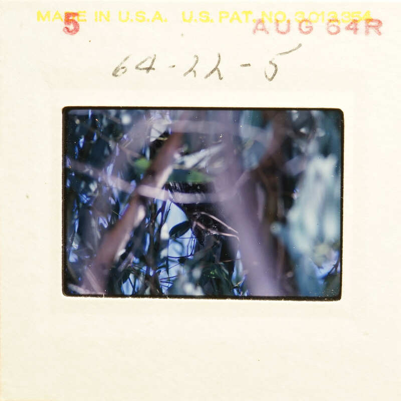 A photograph of an old slide with trees and foliage, featuring a vintage film strip label.