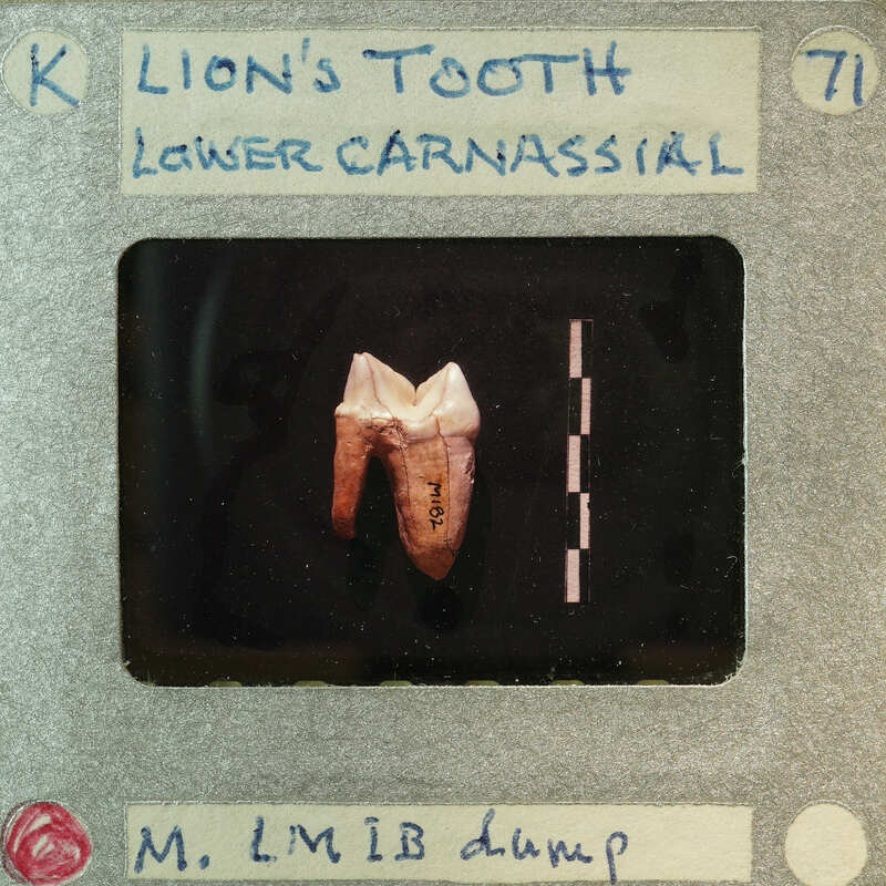 A close-up image of a lion's tooth with an X-ray film label.