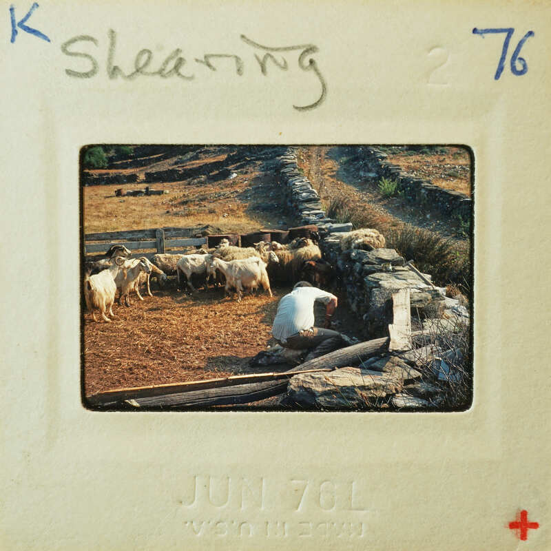 A man shearing sheep with a stone wall and fence in the background, captured on an old photo with a date stamp.