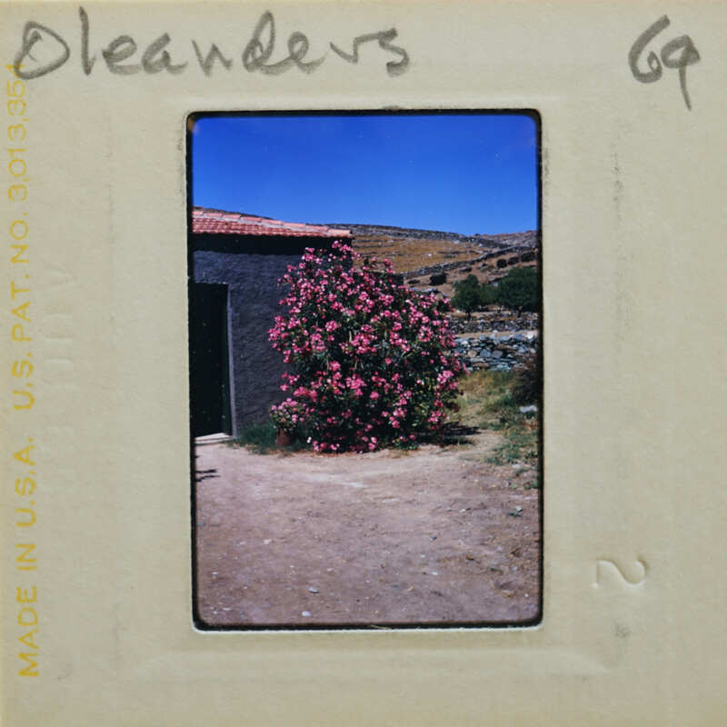 A photograph of a slide featuring a blooming tree and a building against a mountainous backdrop.