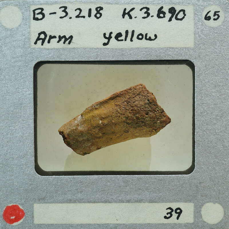 A small, brown fossil encased in a protective display with labels and numbers.