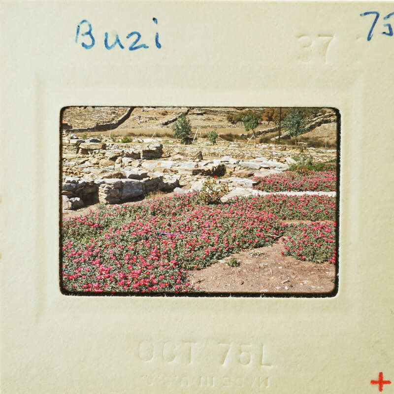 A vintage film strip with a photograph of a rocky landscape and pink flowers.