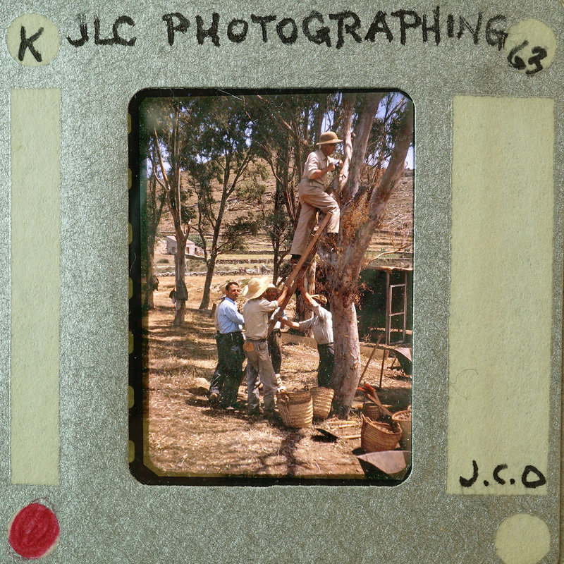 A vintage photo of five men working bear a tree, with one climbing it using a ladder and the other four assisting from below.
