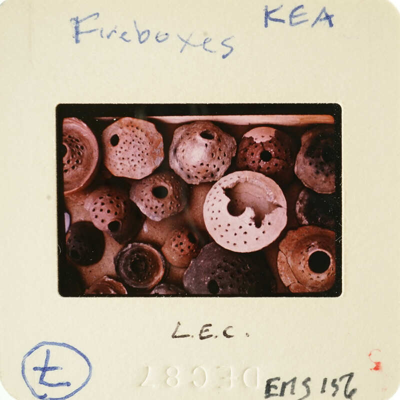 A collection of sea shells on display.