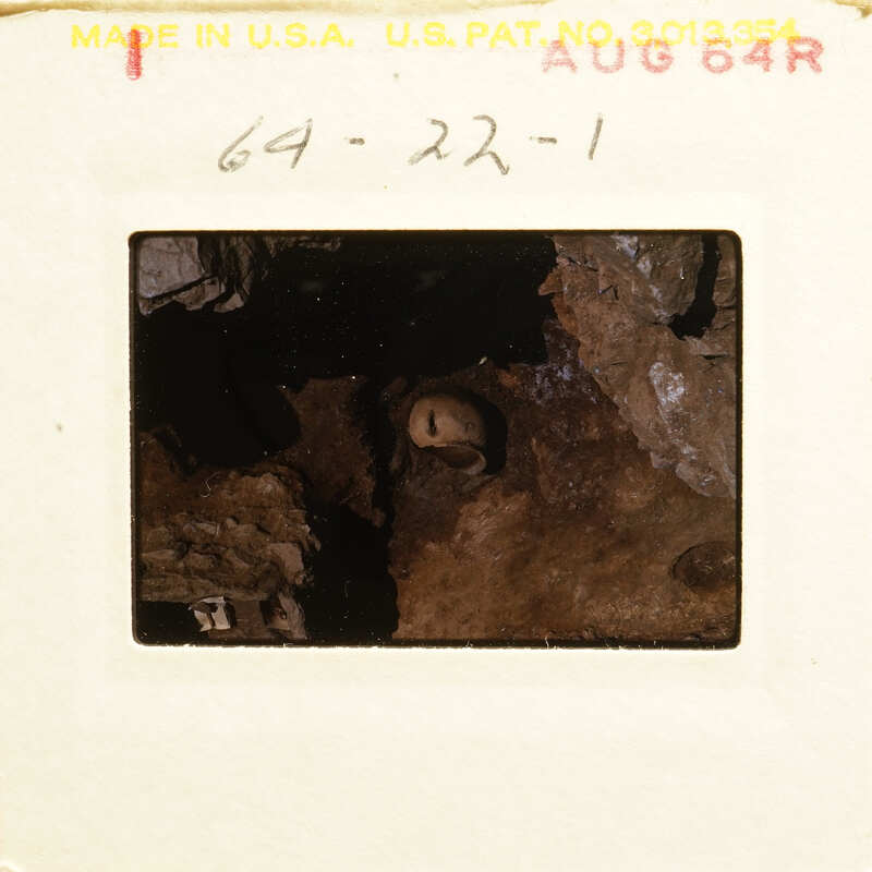 Image of an old photograph showing a cave with stalactites and a small animal, possibly a bat.