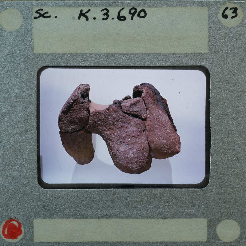 A photograph of a fossilized vertebrae with an identification label.