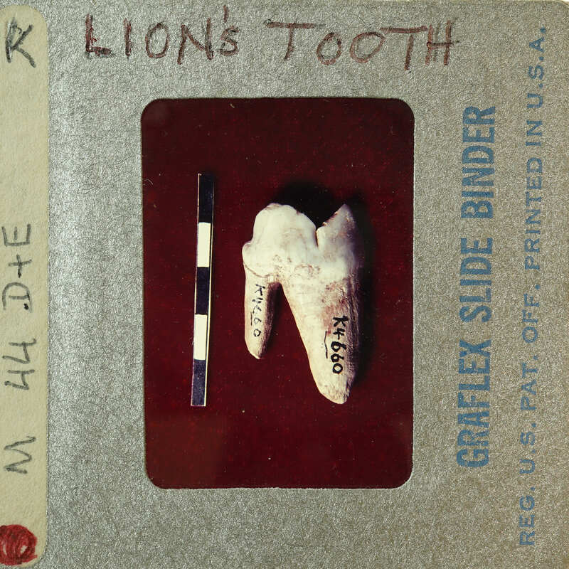 A slide with a label reading "Lion's Tooth" containing an image of a tooth. 