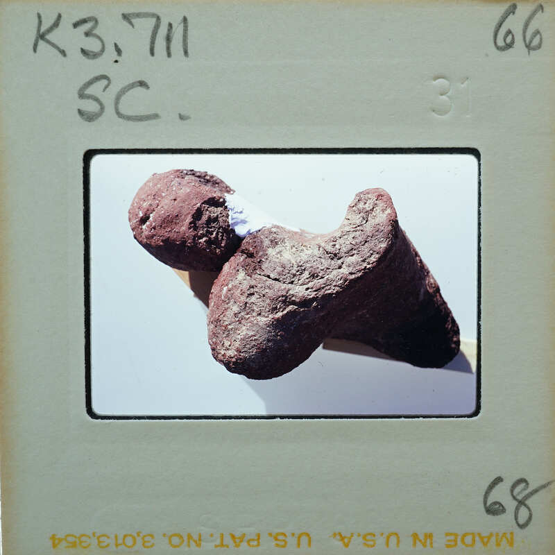 A small, dark-colored fossilized bone on a white surface.