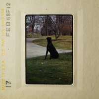 A black dog sitting on grass, looking at the camera.