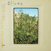Picture of olive tree on postcard.