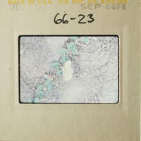 A vintage photograph of a small plant growing out of a crack in the ground.