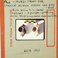 Picture of two murex shells, one living, one excavated, with handwritten notes, dated 1967.