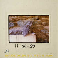 A small bird perched on a wooden post against a stone wall.