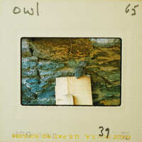 A small owl perched on a wooden board against a stone wall.