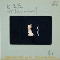 A  photograph of a leg and hoof terracotta figurine with labels on it, placed against a dark background.