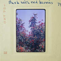 A vintage photo of a tree with red berries, labeled "Bush With Red Berries" and dated 1975.
