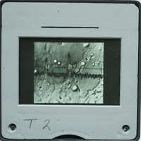 Microscopic detail of stone surface with small circles.