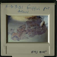 The image shows an ancient artifact with visible cracks and chips, possibly a pottery fragment.