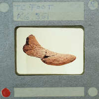 A brown, cracked fossil of a plant or animal part displayed on a card with labels and numbers.