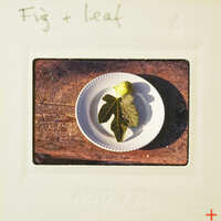 A small white plate with a slice of lemon and mint leaf on a wooden surface.