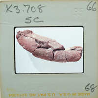 A photograph of a fossilized animal foot encased in a protective case.