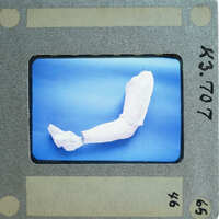 A photograph of a small, curved object with an irregular shape, possibly a fossil or artifact, displayed on a blue background.