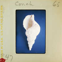 A seashell on a blue background.