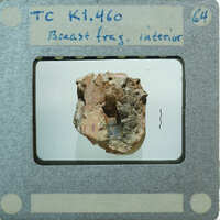 Detail of interior of terracotta figurine breast fragment.