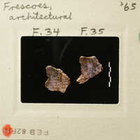 Two small, possibly fossilized objects on a white background.