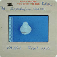 A shell fragment on blue surface.