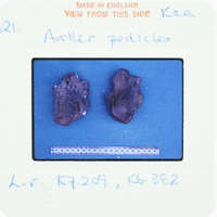 Two small, dark-colored fossilized objects on a blue background.