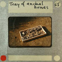 A photograph of a collection of animal bones inside a box.