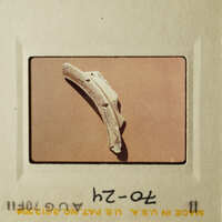 A small bone fragment on a light background.