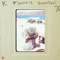 A vintage photo of a seaside setting with flowers, a wooden bench, and the sea in the background.