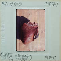 Terracotta breast fragment lying on table K1.460.