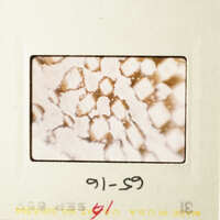 This is an image of a microscopic view of a diamond pattern of white on red-brown background.