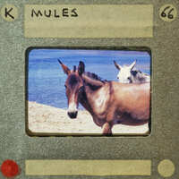 Picture of a horse on a card with the word "MULES" and number "66".