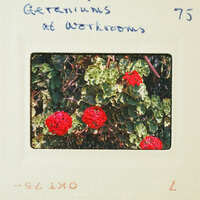 Red flowers with green leaves on a plant, captured on an old photograph.