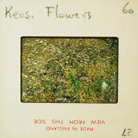 Faded photograph of wildflowers on a vintage film strip.