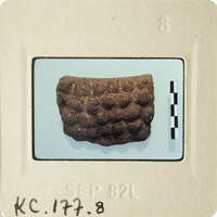 The image shows an old, brown object with ridges and indentations, possibly a fossil or artifact, placed on a white surface with a ruler indicating its size.