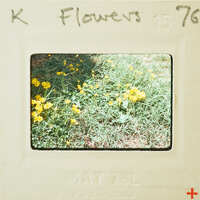 A photograph of yellow flowers with a film strip border.