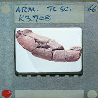 This is a photo of an object resembling a fossilized animal limb, possibly a fish's fin or part of its body, encased within a film reel frame.