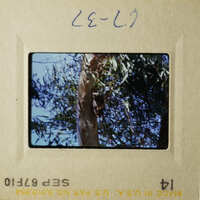 Two different views of a tree and sky, with one showing a close-up of leaves and branches against a blue sky, and the other capturing a wider shot of the tree in front of a clear sky.