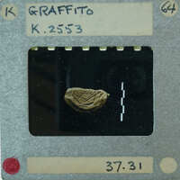 A magnified image of a small object, possibly an insect or seed, captured on a slide and viewed through a microscope.