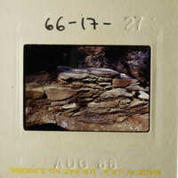 The image shows a rocky landscape with a stone wall, possibly from an old photograph.