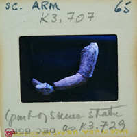 A photograph of a fossilized bone fragment with handwritten notes on an old-fashioned film strip.