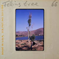 A vintage photograph of a tree on a rocky shore with mountains and water in the background.
