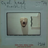 Marble figurine head.