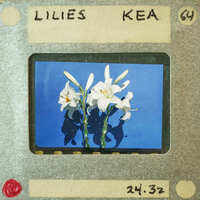 A still image of a photo strip with a picture of lilies and film details.